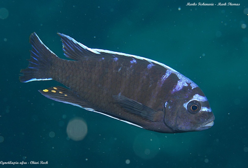 Cynotilapia afra 'Chiwi Rocks'